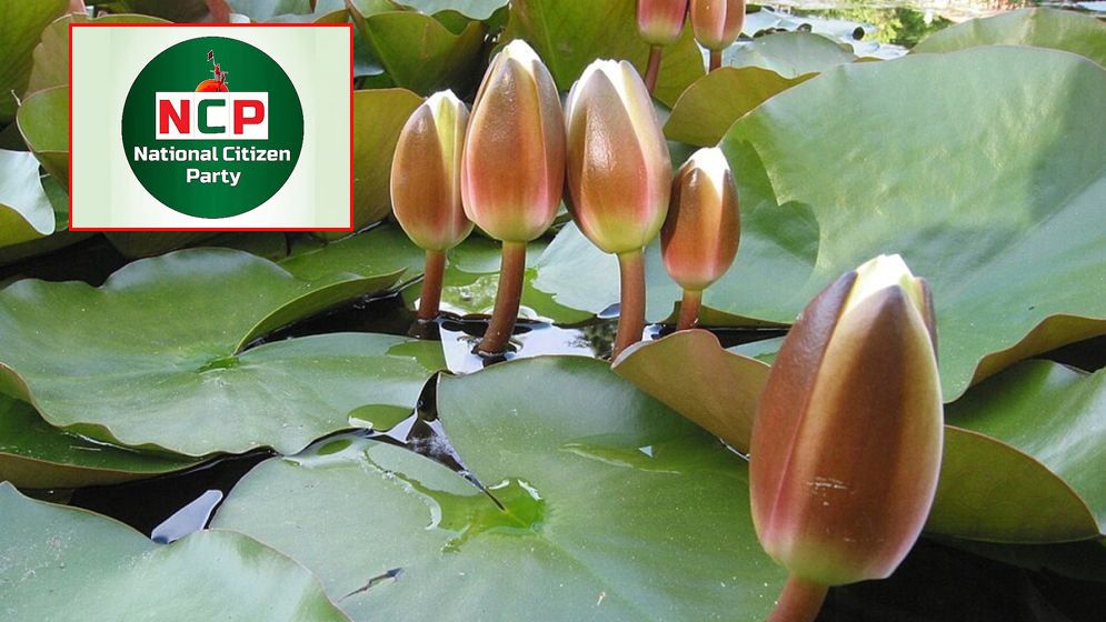 প্রতীক হিসেবে ‘শাপলা কলি' নিতে প্রস্তুত এনসিপি