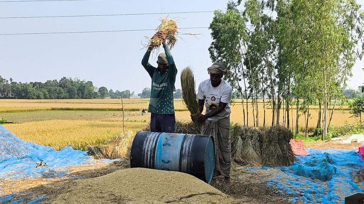 দেড় মণ ধান বিক্রি করেও মিলছে না একজন শ্রমিক