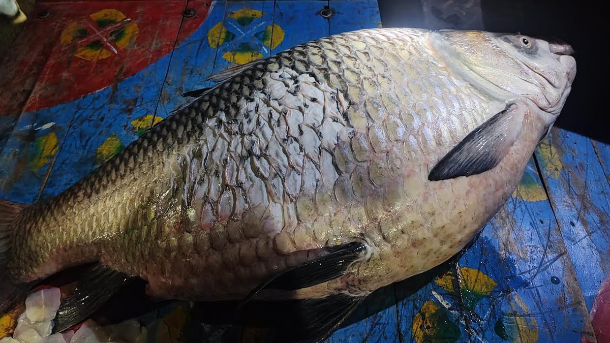 পদ্মায় ধরা পড়ল এক মণ ওজনের কাতলা