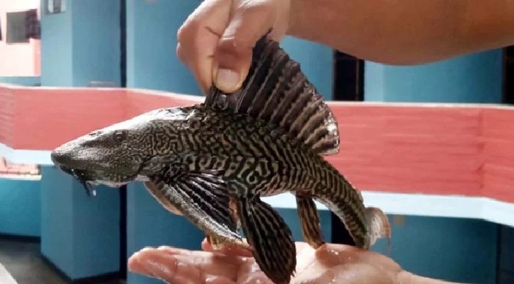 চূড়ান্তভাবেই নিষিদ্ধ হলো সাকার মাছ, প্রজ্ঞাপন প্রকাশ
