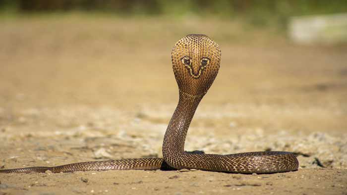 সাপের কামড়ে প্রাণ গেল কৃষকের