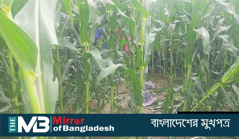 নিখোঁজের এক‌ দিন পর ভুট্টাখেতে মিলল মাদরাসা শিক্ষার্থীর মরদেহ