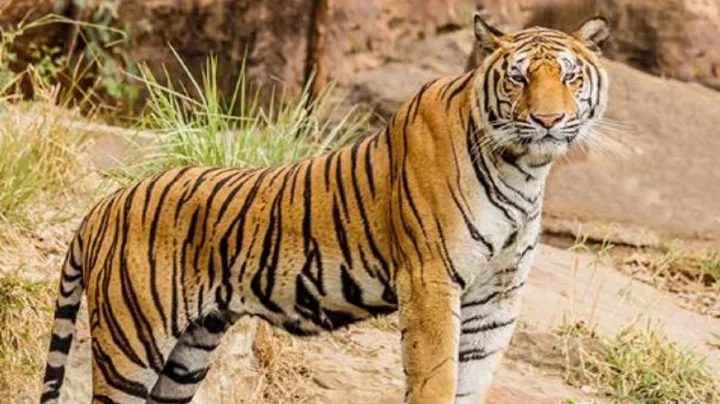 চিড়িয়াখানায় বাঘের খাঁচায় পড়ে ছিল ক্ষতবিক্ষত মরদেহ