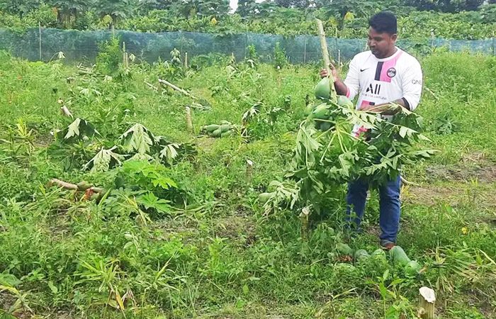রাতের আঁধারে প্রবাসীর বাগানের ৬ হাজার গাছ কাটলো দুর্বৃত্তরা