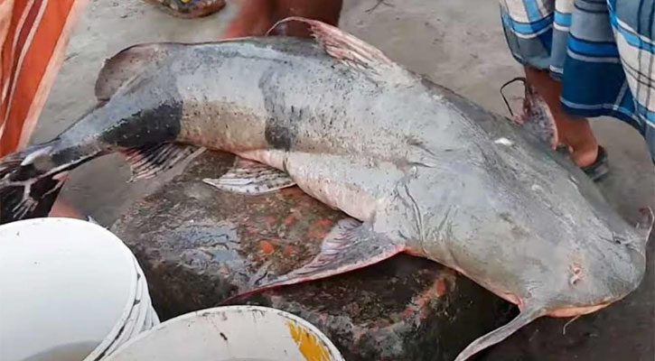 সিরাজগঞ্জে ২৮ কেজি ওজনের বাঘাইড় বিক্রি