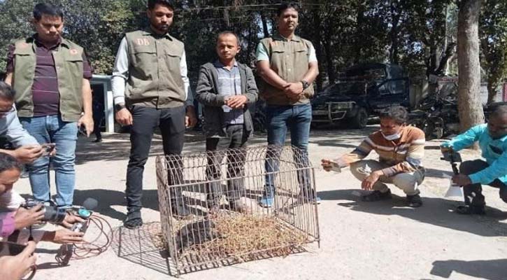 চকরিয়ায় বিপন্ন প্রজাতির ভল্লুক শাবক পাচারকালে যুবক আটক