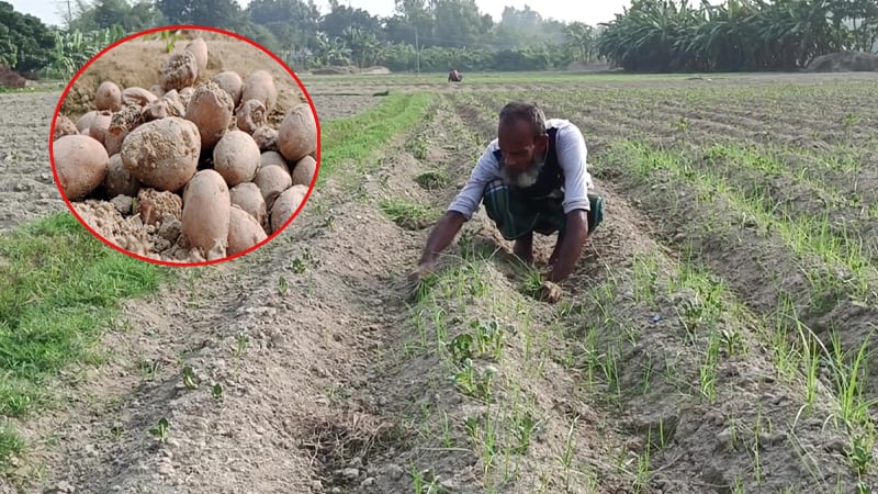 আলু বীজ নিয়ে বিএডিসি-ডিলারদের প্রতারণা