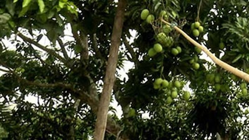 শ্বশুরবাড়িতে আম পাড়তে গিয়ে বিদ্যুৎস্পৃষ্টে যুবকের মৃত্যু