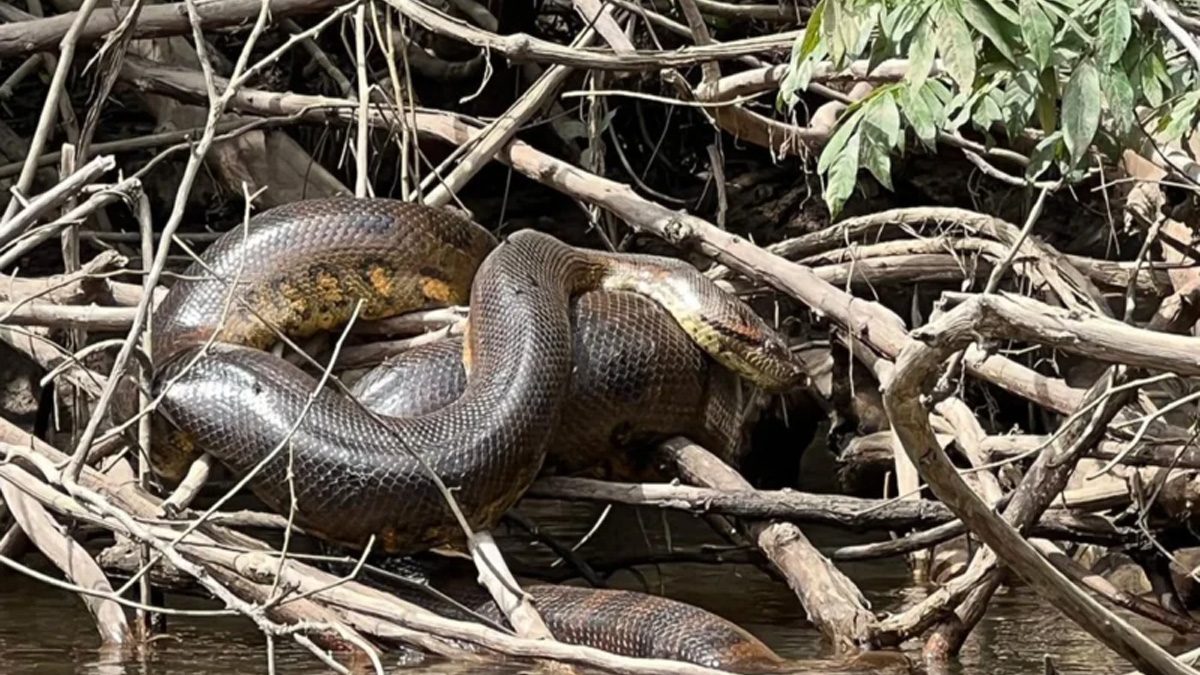 New species of anaconda discovered in the Amazon