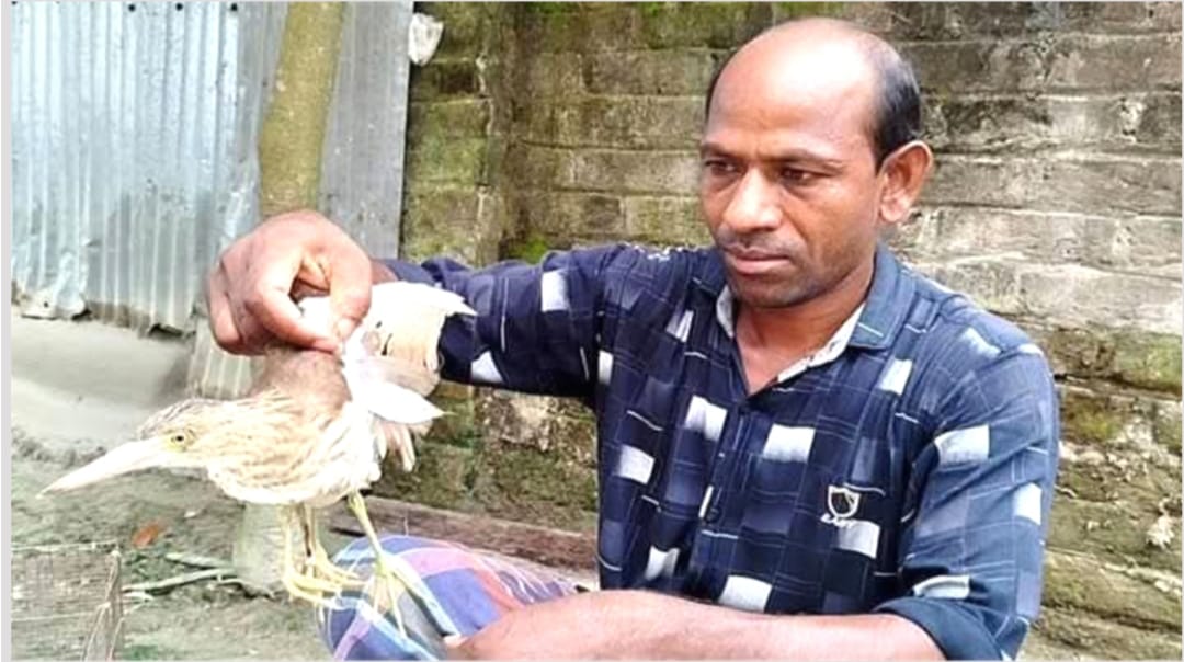 কুড়িগ্রামে দেখা মিললো চার পা-ওয়ালা কানি বক
