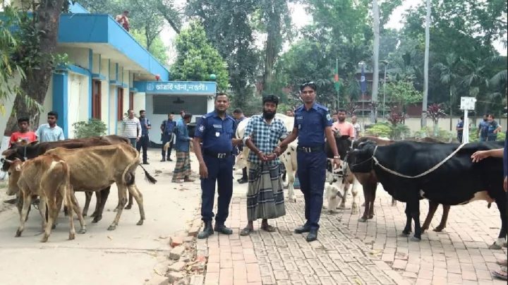 বিএনপি নেতার গোয়ালঘর থেকে ১৩ চোরাই গরু উদ্ধার