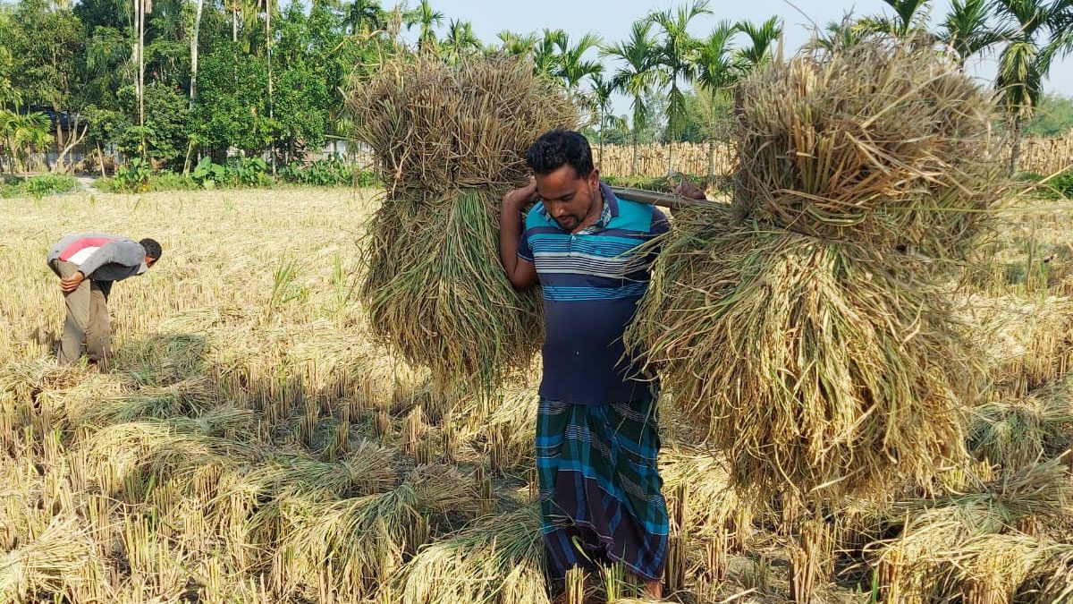 ফেসবুক লাইভে সনদ ছিঁড়ে ফেলা সেই বাদশা এখন কৃষক
