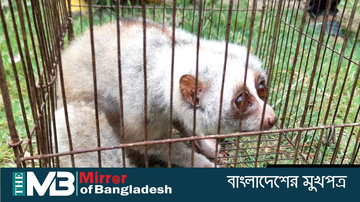 বান্দরবানে বিরল প্রজাতির লজ্জাবতি বানর উদ্ধার
