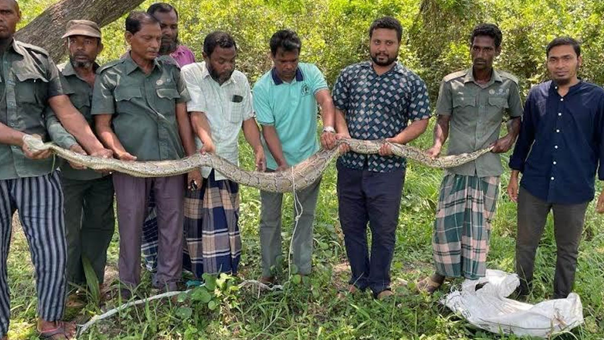 কৃষকের বাড়ি থেকে ১২ ফুট লম্বা অজগর উদ্ধার