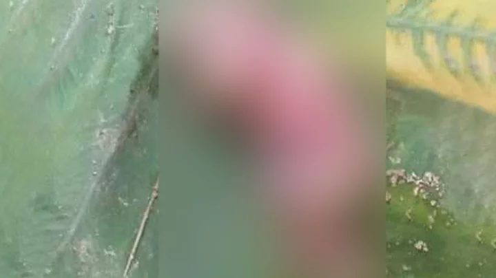 পাহাড়ি নদীতে মাছ ধরতে গিয়ে মিলল মানব ভ্রূণ
