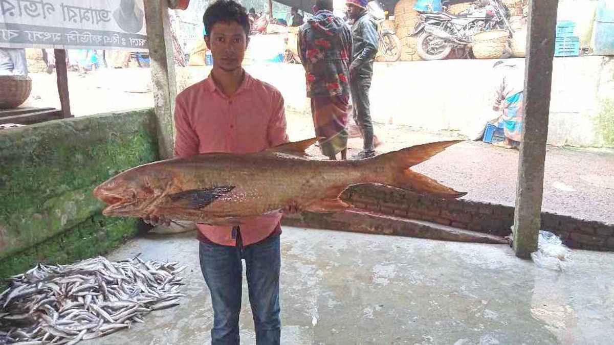 জেলের জালে ১৮ কেজির তাইরা মাছ, অর্ধ লাখ টাকায় বিক্রি