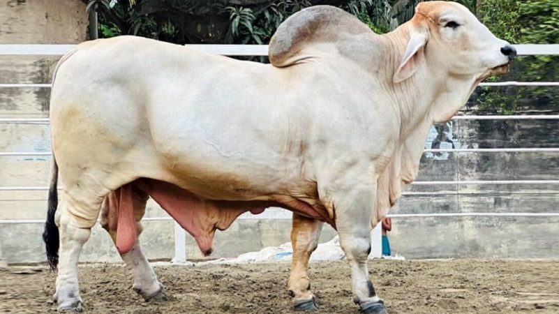 ছাগলকাণ্ডের সেই সাদিক এগ্রোতে মিললো নিষিদ্ধ জাতের গরু