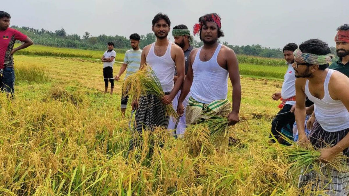 রাজবাড়ীতে ৩ কৃষকের ধান কেটে দিল ছাত্রলীগ