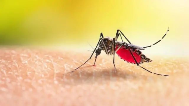 মশা মারতে পুরস্কার ঘোষণা ডিএনসিসির
