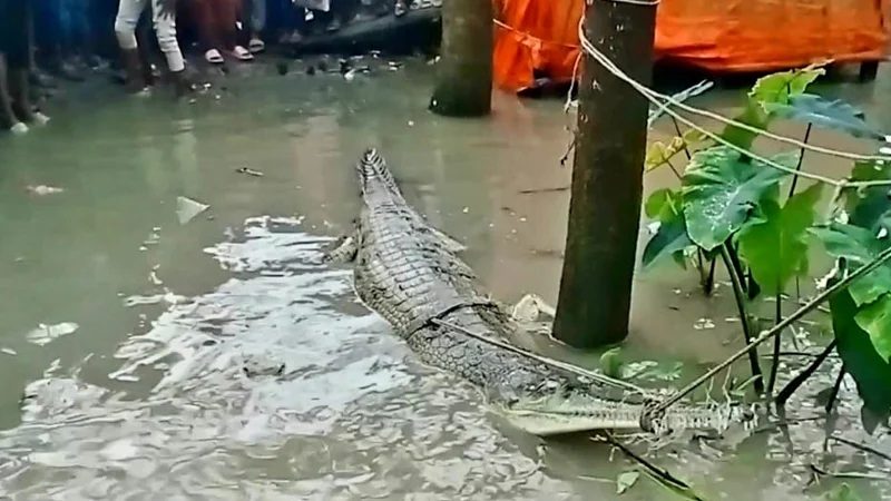 জেলের জালে ধরা পড়ল ঘড়িয়াল