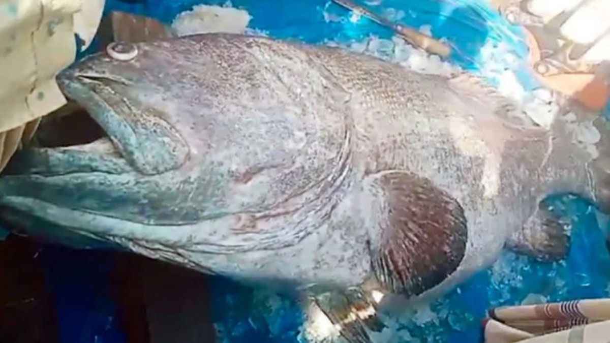 সাগরে মিলল ২০৫ কেজির দৈত্যাকার ভোলমাছ,বিক্রি হলো যত টাকায়