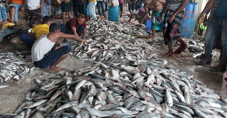 এক জালে ধরা পড়লো ১০২ মণ ইলিশ,যত টাকায় বিক্রি