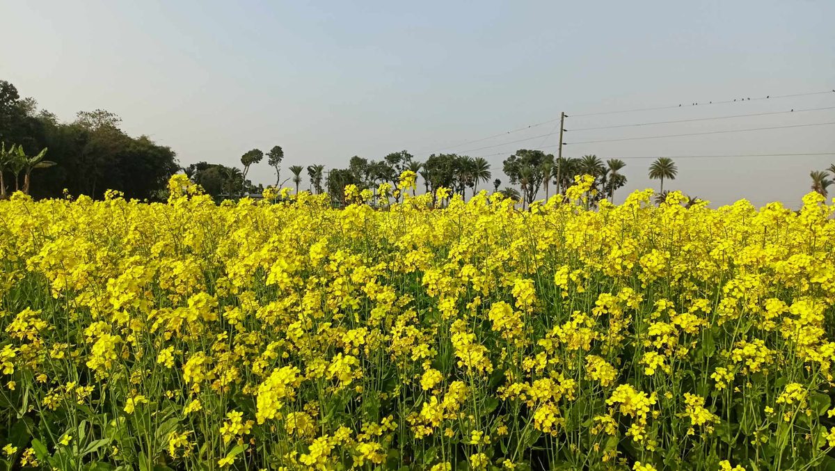 অল্প খরচে লাভবান হচ্ছে সরিষা চাষিরা