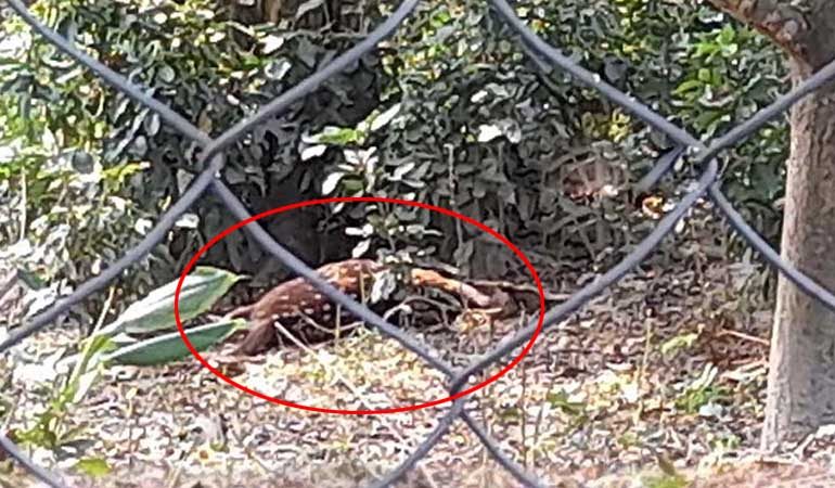 তেঁতুলিয়ায় ইকোপার্কে হরিণের মৃত্যু
