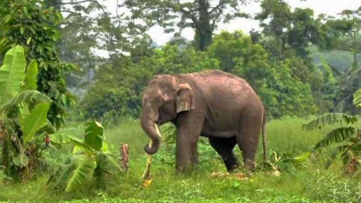 রাঙ্গামাটিতে হাতির আক্রমণে প্রাণ গেল বৃদ্ধার