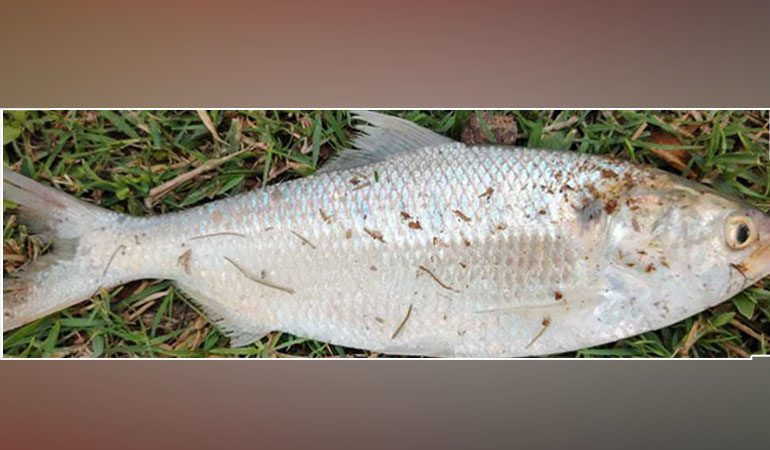 নোয়াখালীতে পুকুরে মিললো রুপালী ইলিশ!