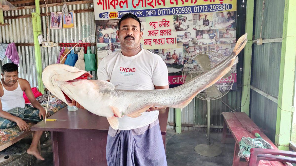 পদ্মার এক বোয়াল ২৫ হাজারে বিক্রি