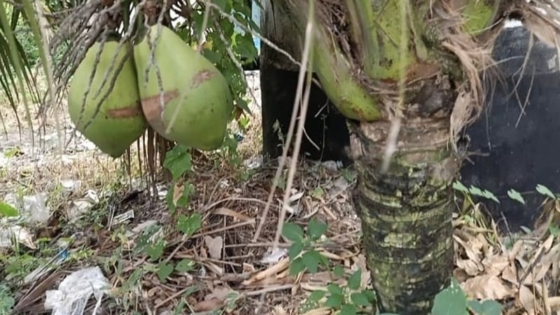 নারিকেল গাছের নিচে পড়ে ছিল যুবকের মরদেহ, শরীরে আঘাতের চিহ্ন