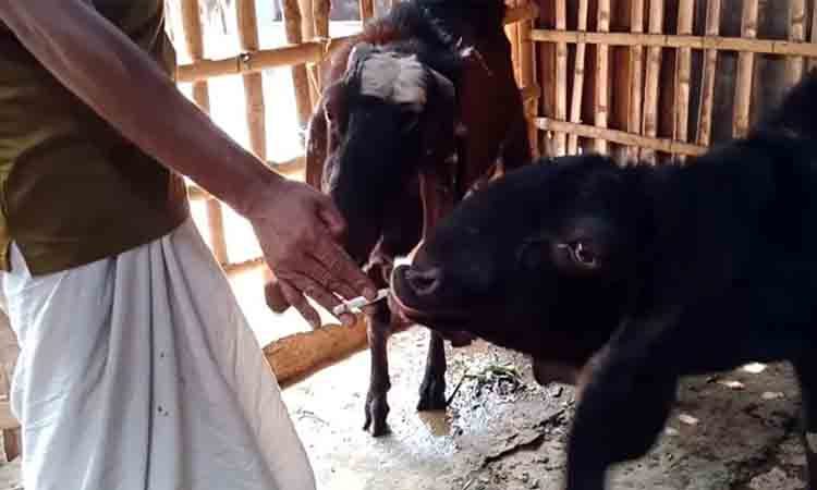 লতা-পাতা নয়, চা-সিগারেট খাচ্ছে ছাগল, ভাইরাল ভিডিও