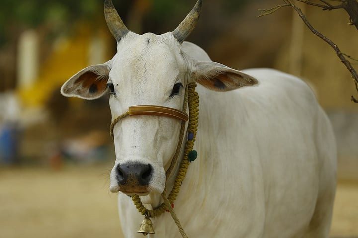 ভালোবাসা দিবসে গরুকে জড়িয়ে ধরতে নোটিশ জারি