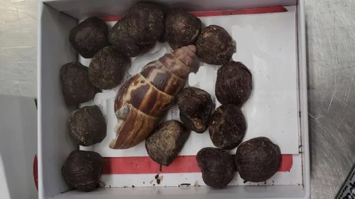 নেকলেস বানাতে আনা হচ্ছিল জিরাফের মল, বিমানবন্দরে ধরা