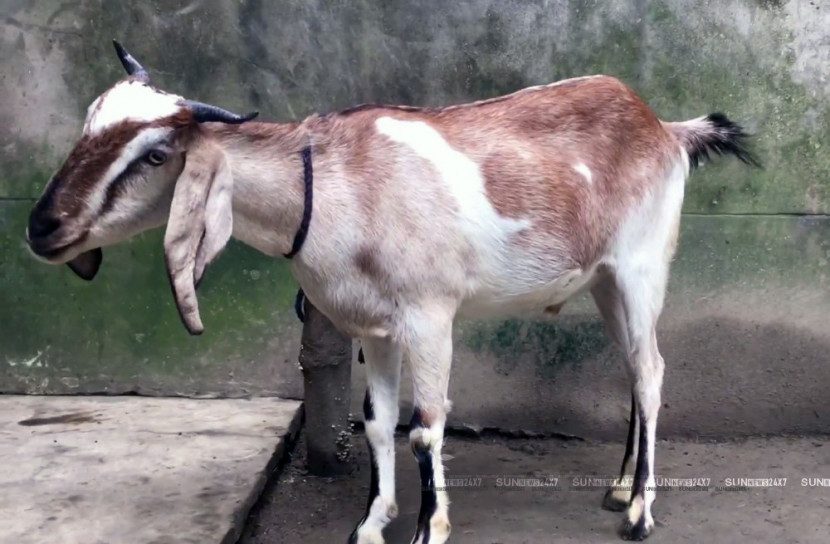 প্রেমিকাকে ভ্যালেন্টাইন গিফট দিতে ছাগল চুরি করলেন প্রেমিক!