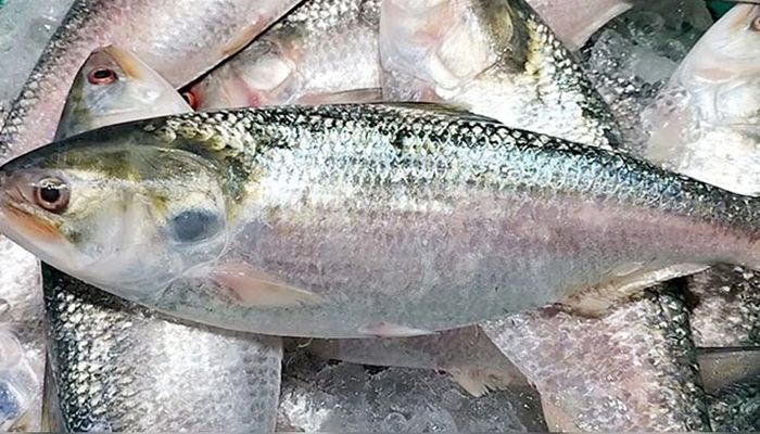 ভারতে ইলিশ রপ্তানি বন্ধে লিগ্যাল নোটিশ