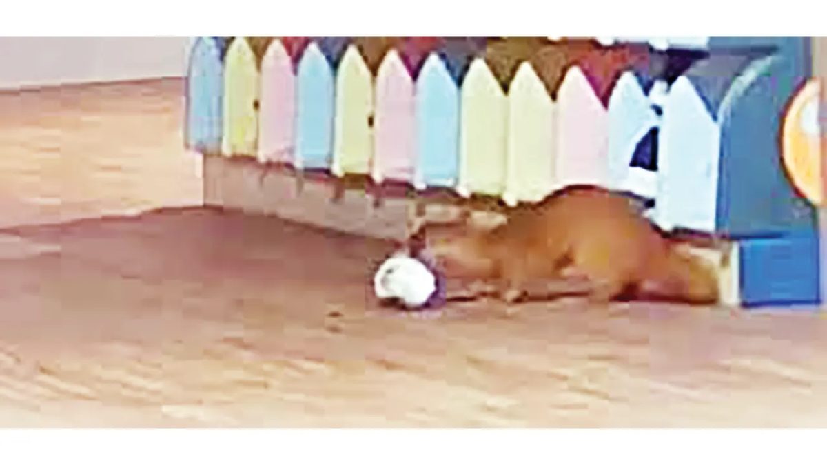 প্রায়ই স্কুলের জুতা চুরি, ক্যামেরায় ধরা বেজি