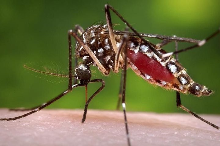 ডেঙ্গুতে মৃত্যুশূন্য দিনে শনাক্ত ৯০