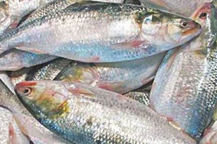 ৮ হাজার কেজি ইলিশ গেল ভারতে