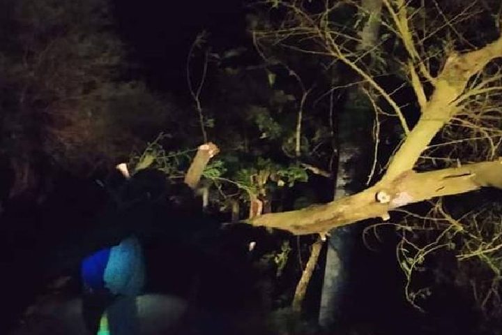 ঝড়ে গাছ চাপায় প্রাণ গেল বৃদ্ধার