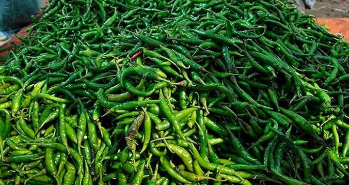 কাঁচামরিচের কেজি ১০ টাকা
