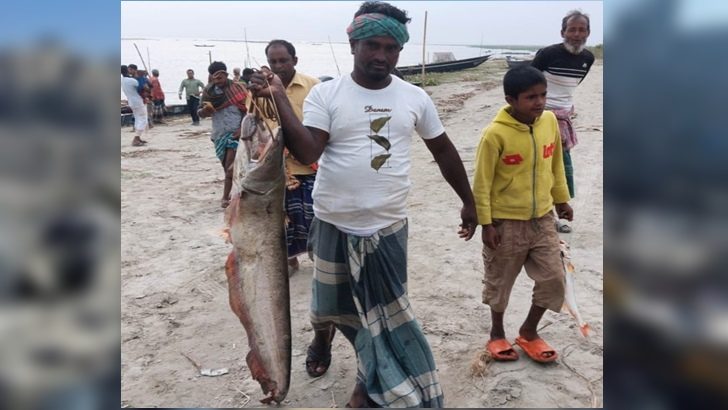 পদ্মায় ধরা পড়ল ১২ কেজির বোয়াল