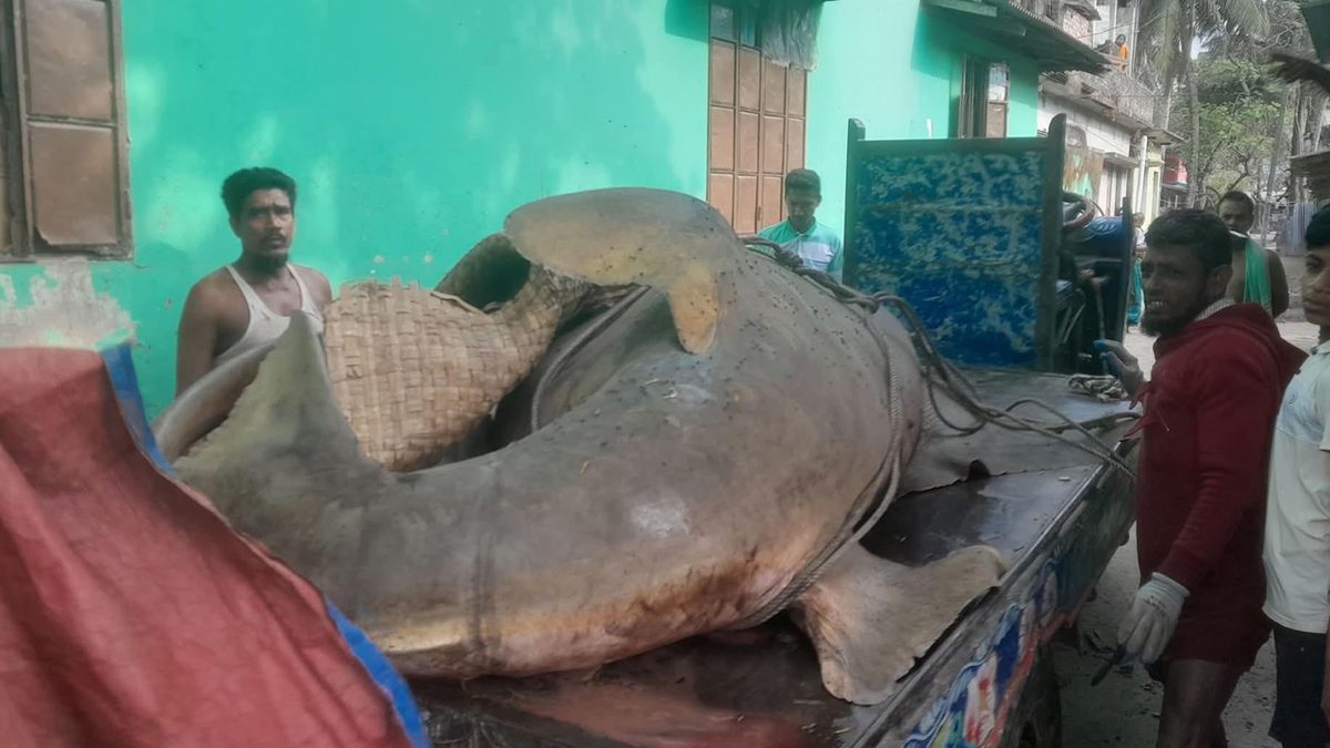 জেলের জালে ধরা পড়ল ‘খটক মাছ’, আড়াই লাখ টাকায় বিক্রি !