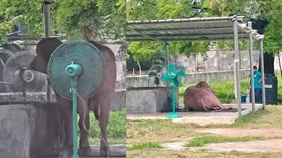 তীব্র গরমে হাঁসফাঁস করছে ‘ট্রাম্প’, আনা হলো ফ্যান