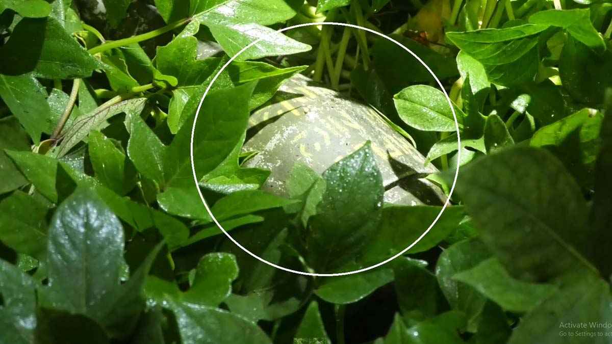 জামালপুরে রাস্তার পাশে মর্টার শেলের সন্ধান