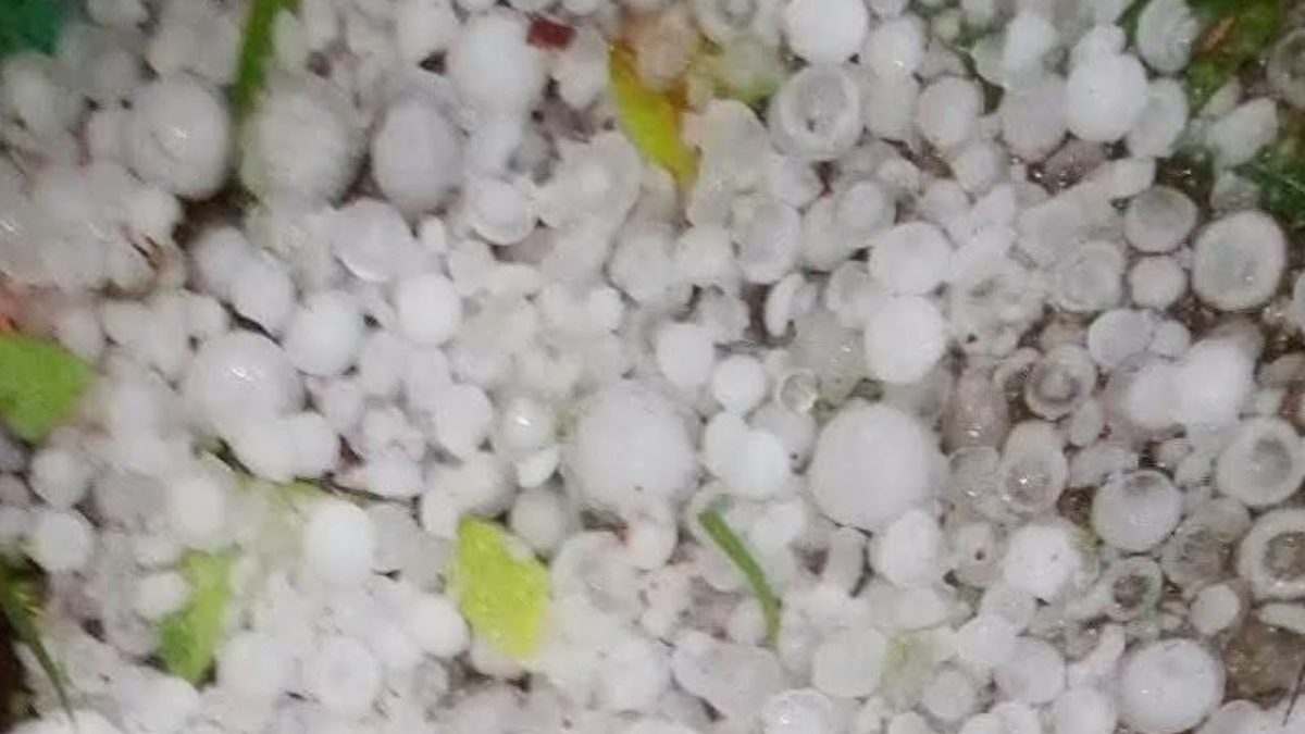 নাটোরে ঘণ্টাব্যাপী শিলাবৃষ্টিতে ফসলের ব্যাপক ক্ষতি