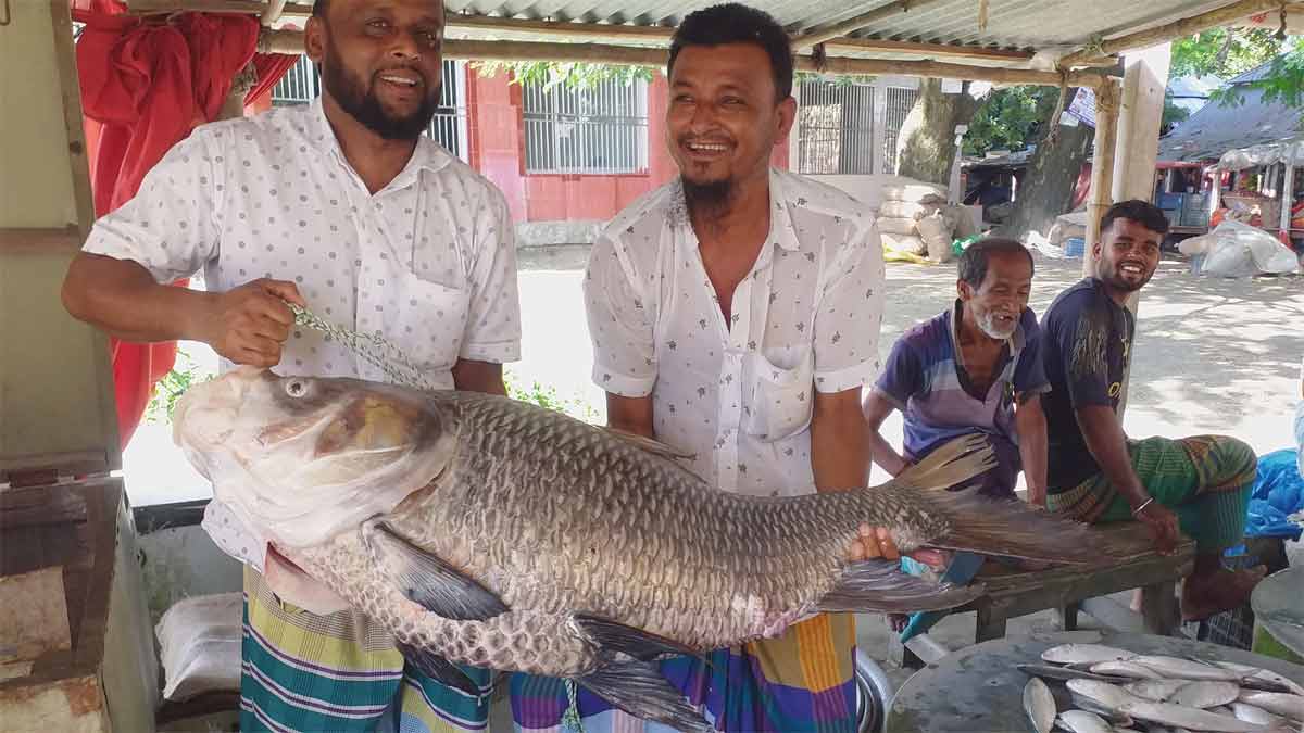 পদ্মায় জেলের জালে  ২২ কেজির কাতল
