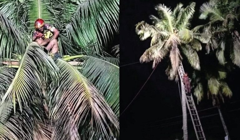 ডাব 'চুরি' করতে উঠে গাছেই অজ্ঞান কিশোর, অতঃপর...