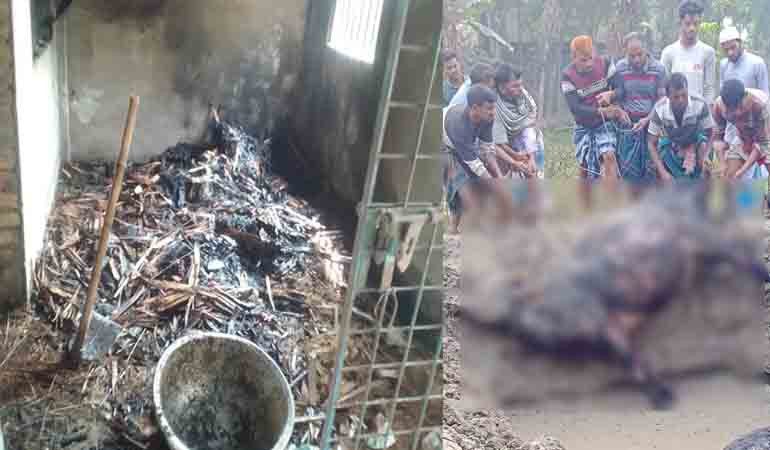 আগুনে গোয়ালঘরসহ দুই গরু ভস্মীভূত,৮ লাখ টাকার ক্ষতি